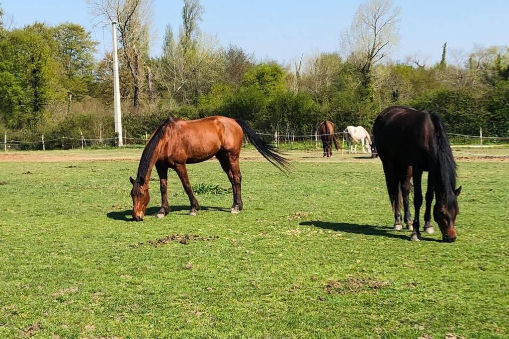 Maisonnette du Haras de l'Olivier Cissac-Médoc Extérieur photo
